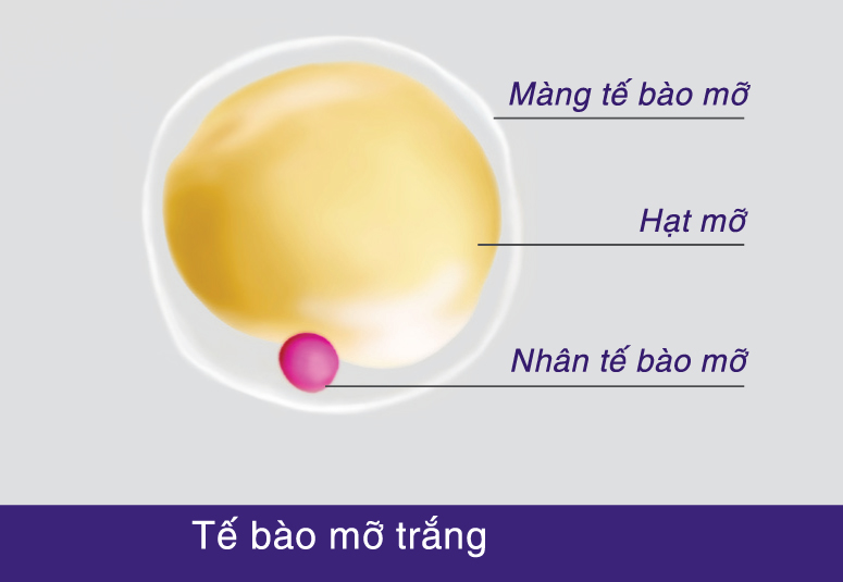 thuốc giảm cân nào hiệu quả và an toàn