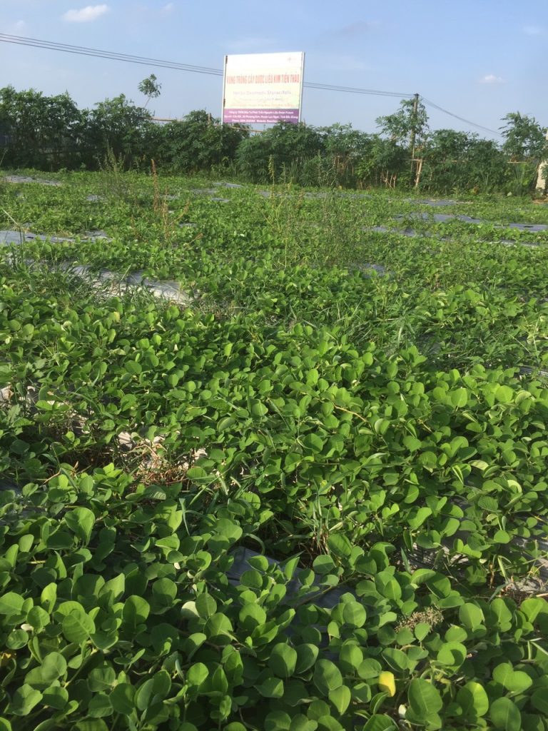 vùng trồng dược liệu kim tiền thảo gacp