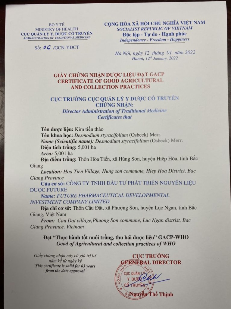 Dược liệu kim tiền thảo nuôi trồng tại vùng dược liệu GACP - WHO 