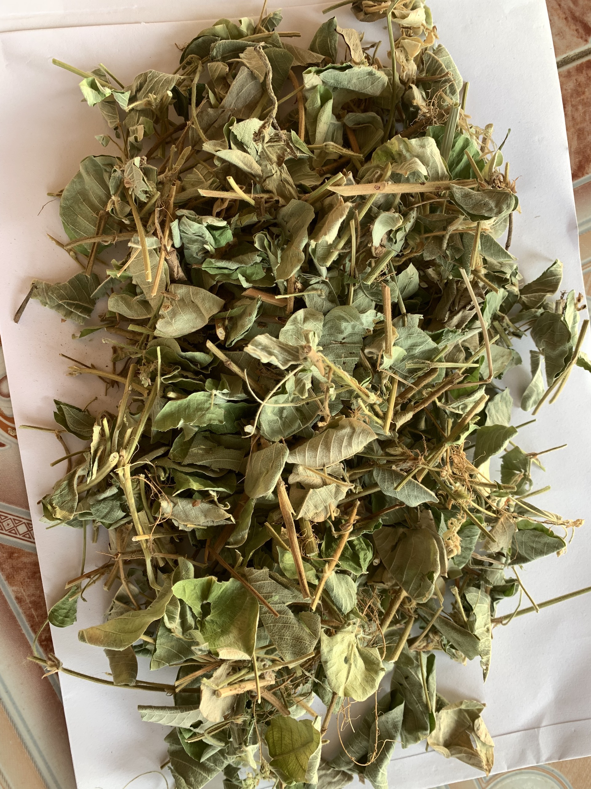 kim tiền thảo gacp